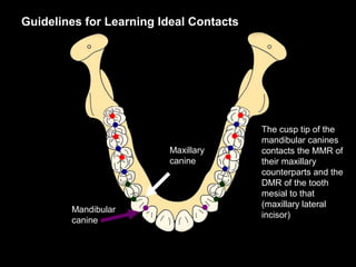 Determinants of occlusion | PPT