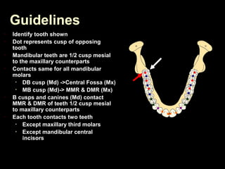 Determinants of occlusion | PPT