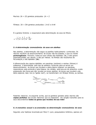 Machos: 2A + ZZ gametas produzidos {A + Z
Fêmeas: 2A + ZW gametas produzidos { A+Z e A+W
É o gameta feminino o responsável pela determinação do sexo do filhote.
5. A determinação cromossômica do sexo em abelhas
Nas abelhas, a determinação não segue os padrões habitualmente conhecidos. Os
machos resultam do desenvolvimento de óvulos não fecundados, o que se chama
partenogênese. Portanto, todas as suas células são haplóides (n), e eles geram
espermatozóides por mitose, e não por meiose. As fêmeas são resultantes de
fecundação, e são diplóides (2n).
A diferenciação dos zigotos diplóides em operárias (estéreis) e rainhas (férteis) é
ambiental, e determinada pelo tipo de alimento fornecido para as larvas em
desenvolvimento. As larvas que recebem a dieta básica originam as operárias,
responsáveis pela proteção e pela limpeza da colméia, pela procura de alimentos e pela
preparação dos favos que irão receber as novas abelhas. As larvas que recebem uma
dieta especial, mais rica (a "geléia real"), se transformam em fêmeas férteis, as rainhas.
Podemos observar, no esquema acima, que os gametas gerados pelos machos são
cópias perfeitas dos óvulos maternos que os originaram. Um zangão transmite para os
seus descendentes todos os genes que recebeu de sua mãe!
6. A cromatina sexual e as anomalias na determinação cromossômica do sexo
Segundo uma hipótese levantada por Mary F. Lyon, pesquisadora britânica, apenas um
 