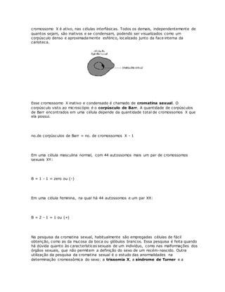 cromossomo X é ativo, nas células interfásicas. Todos os demais, independentemente de
quantos sejam, são inativos e se condensam, podendo ser visualizados como um
corpúsculo denso e aproximadamente esférico, localizado junto da face interna da
carioteca.
Esse cromossomo X inativo e condensado é chamado de cromatina sexual. O
corpúsculo visto ao microscópio é o corpúsculo de Barr. A quantidade de corpúsculos
de Barr encontrados em uma célula depende da quantidade total de cromossomos X que
ela possui.
no.de corpúsculos de Barr = no. de cromossomos X - 1
Em uma célula masculina normal, com 44 autossomos mais um par de cromossomos
sexuais XY:
B = 1 - 1 = zero ou (-)
Em uma célula feminina, na qual há 44 autossomos e um par XX:
B = 2 - 1 = 1 ou (+)
Na pesquisa da cromatina sexual, habitualmente são empregadas células de fácil
obtenção, como as da mucosa da boca ou glóbulos brancos. Essa pesquisa é feita quando
há dúvida quanto às características sexuais de um indivíduo, como nas malformações dos
órgãos sexuais, que não permitem a definição do sexo de um recém-nascido. Outra
utilização da pesquisa da cromatina sexual é o estudo das anormalidades na
determinação cromossômica do sexo: a trissomia X, a síndrome de Turner e a
 