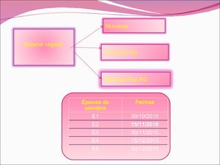 Material vegetal  Munasqa FCZ 3004 RG Ver ónica Plus RG Épocas de siembra Fechas E1 30/10/2010 E2 15/11/2010 E3 30/11/2010 E4 15/12/2010 E5 30/12/2010 