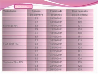 Variedades Epocas  Fechas de Días después   de siembra cosechas de la siembra   E1 03/04/2011 154   E2 04/04/2011 109 Munasqa RR  E3 10/04/2011 131   E4 15/04/2011 120   E5 18/04/2011 108   E1 31/03/2011 151   E2 10/04/2011 115 FCZ 3004 RG  E3 15/04/2011 136   E4 23/04/2011 128   E5 01/05/2011 121   E1 31/03/2011 151   E2 15/04/2011 120 Verónica Plus RG E3 18/04/2011 139   E4 23/04/2011 128   E5 08/05/2011 128 COSECHAS  