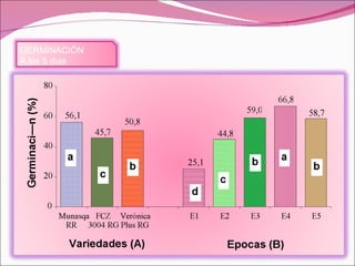 GERMINACI ÓN A los 5 d ías 