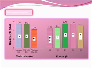 Rendimiento de grano 
