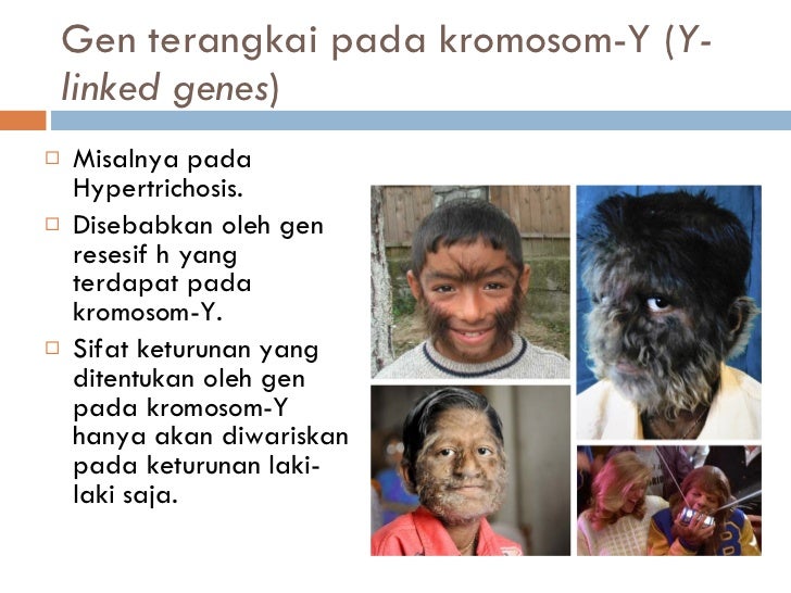 Kucing Belang Tiga Warna Jantan - Flauschige Katzen