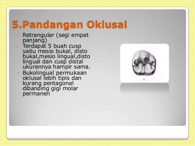 Determinasi gigi molar decidui bawah syiiiik