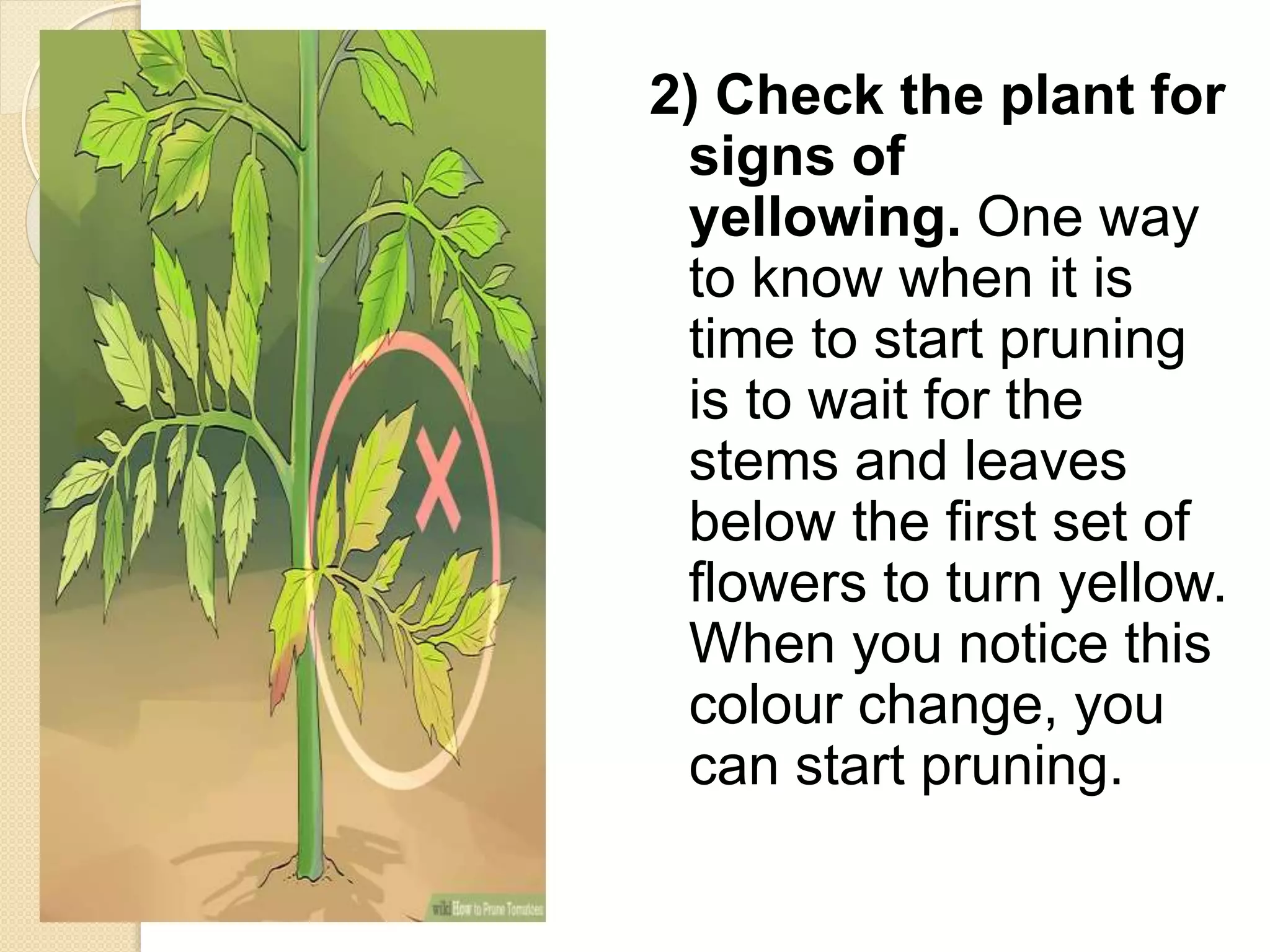 2) Check the plant for
signs of
yellowing. One way
to know when it is
time to start pruning
is to wait for the
stems and leaves
below the first set of
flowers to turn yellow.
When you notice this
colour change, you
can start pruning.
 