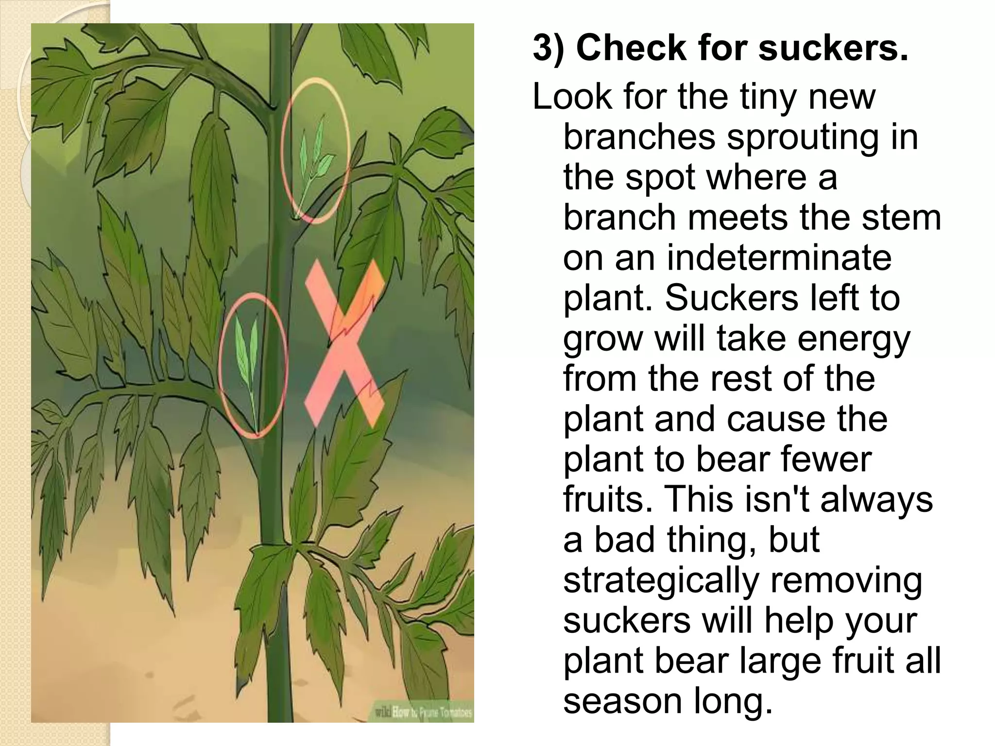 3) Check for suckers.
Look for the tiny new
branches sprouting in
the spot where a
branch meets the stem
on an indeterminate
plant. Suckers left to
grow will take energy
from the rest of the
plant and cause the
plant to bear fewer
fruits. This isn't always
a bad thing, but
strategically removing
suckers will help your
plant bear large fruit all
season long.
 