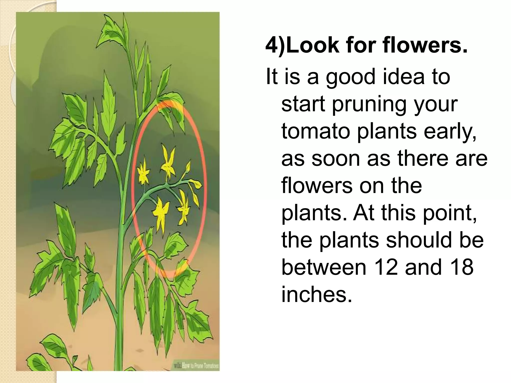 4)Look for flowers.
It is a good idea to
start pruning your
tomato plants early,
as soon as there are
flowers on the
plants. At this point,
the plants should be
between 12 and 18
inches.
 