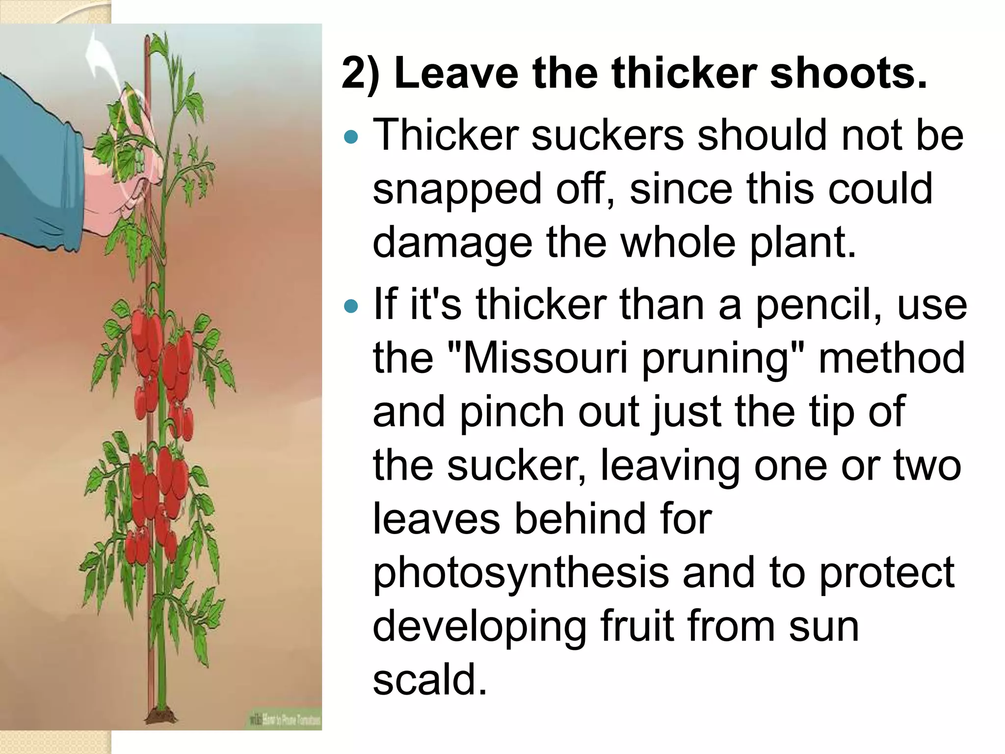 2) Leave the thicker shoots.
 Thicker suckers should not be
snapped off, since this could
damage the whole plant.
 If it's thicker than a pencil, use
the "Missouri pruning" method
and pinch out just the tip of
the sucker, leaving one or two
leaves behind for
photosynthesis and to protect
developing fruit from sun
scald.
 