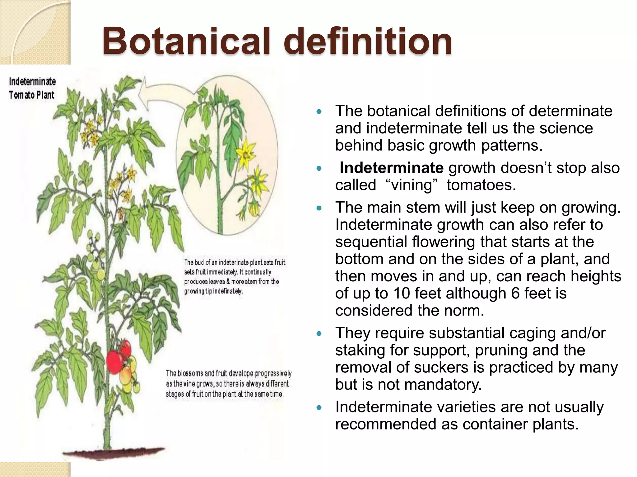 Botanical definition
 The botanical definitions of determinate
and indeterminate tell us the science
behind basic growth patterns.
 Indeterminate growth doesn’t stop also
called “vining” tomatoes.
 The main stem will just keep on growing.
Indeterminate growth can also refer to
sequential flowering that starts at the
bottom and on the sides of a plant, and
then moves in and up, can reach heights
of up to 10 feet although 6 feet is
considered the norm.
 They require substantial caging and/or
staking for support, pruning and the
removal of suckers is practiced by many
but is not mandatory.
 Indeterminate varieties are not usually
recommended as container plants.
 