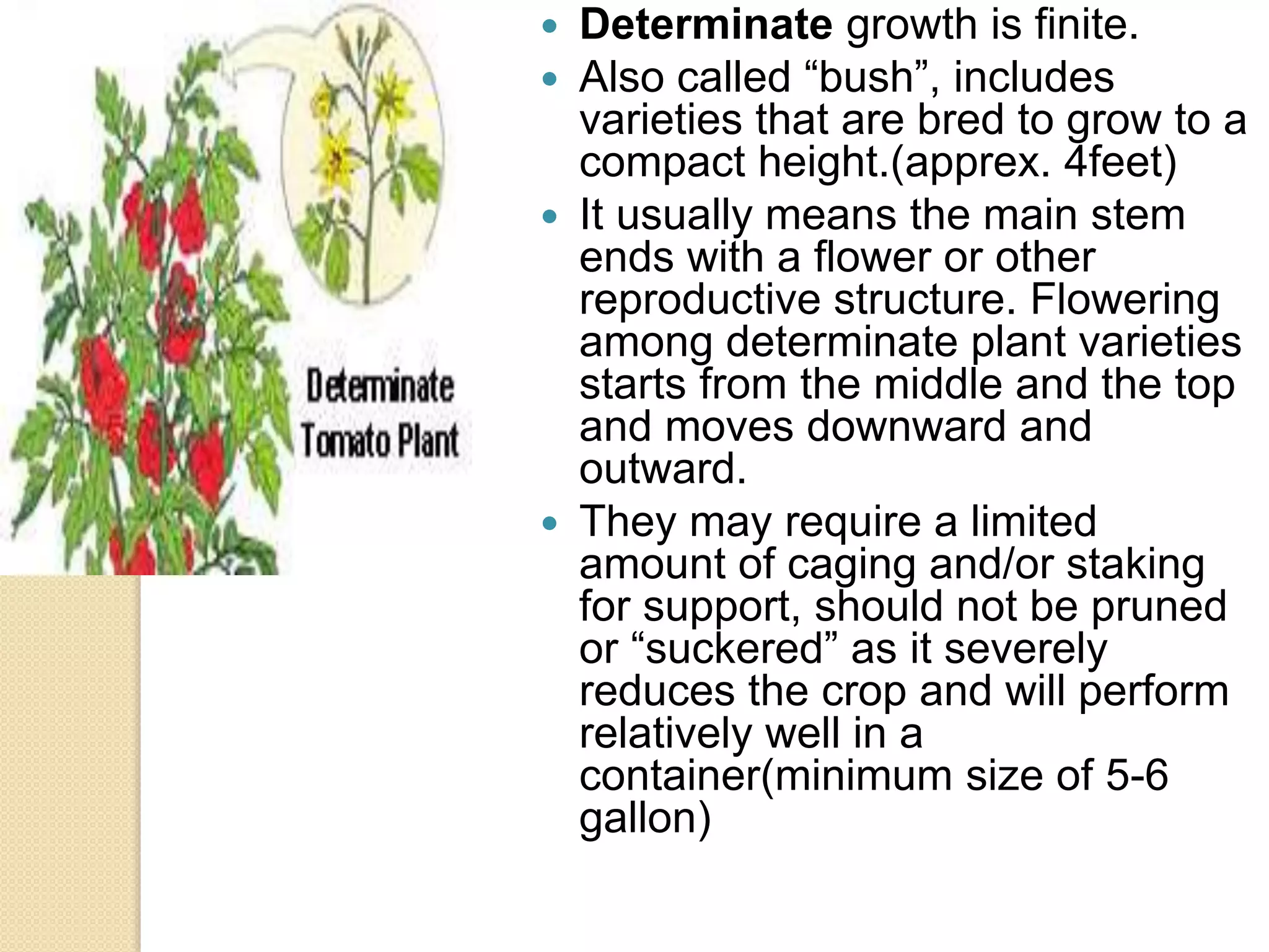  Determinate growth is finite.
 Also called “bush”, includes
varieties that are bred to grow to a
compact height.(apprex. 4feet)
 It usually means the main stem
ends with a flower or other
reproductive structure. Flowering
among determinate plant varieties
starts from the middle and the top
and moves downward and
outward.
 They may require a limited
amount of caging and/or staking
for support, should not be pruned
or “suckered” as it severely
reduces the crop and will perform
relatively well in a
container(minimum size of 5-6
gallon)
 