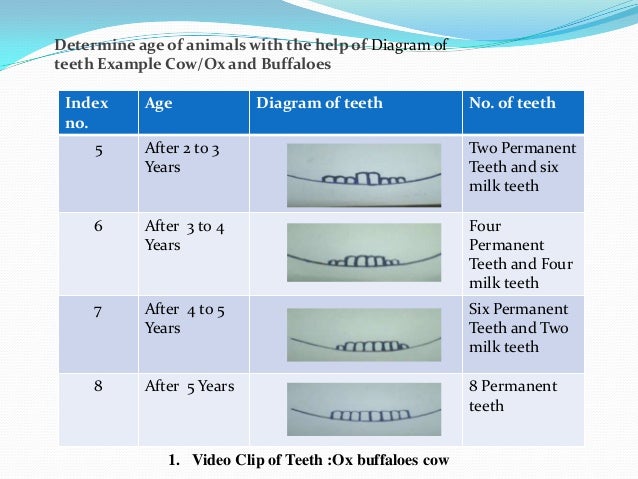 Determination age of animal with help of teeth ppt 1