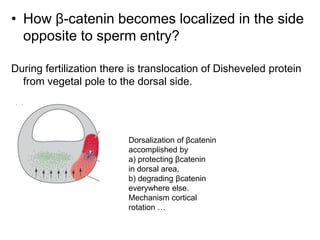 Determination of amphibian axes | PPT