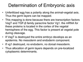 Determination of Embryonic axis
• Unfertilized egg has a polarity along the animal-vegetal axis.
Thus the germ layers can be mapped.
• This mapping is done because there are transcription factors
VegT and TGF-β family paracrine factor Vg1. the mRNA for
these proteins is located in the cortex of the vegetal
hemisphere of the egg. This factor is present at vegetal pole
during cleavage.
• If VegT is destroyed the entire embryo develops as an
epidermis. No mesoderm and endoderm component.
• If vg1 destroyed, no endoderm, no dorsal mesoderm.
• Thus allocation of germ layers depends on pre-localized
cytoplasmic determinants.
 