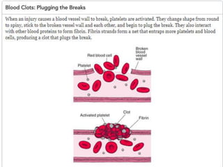 DETERMINATION OF BLEEDING AND CLOTTING TIME Ass.Lec Hussein Hamid Al ...