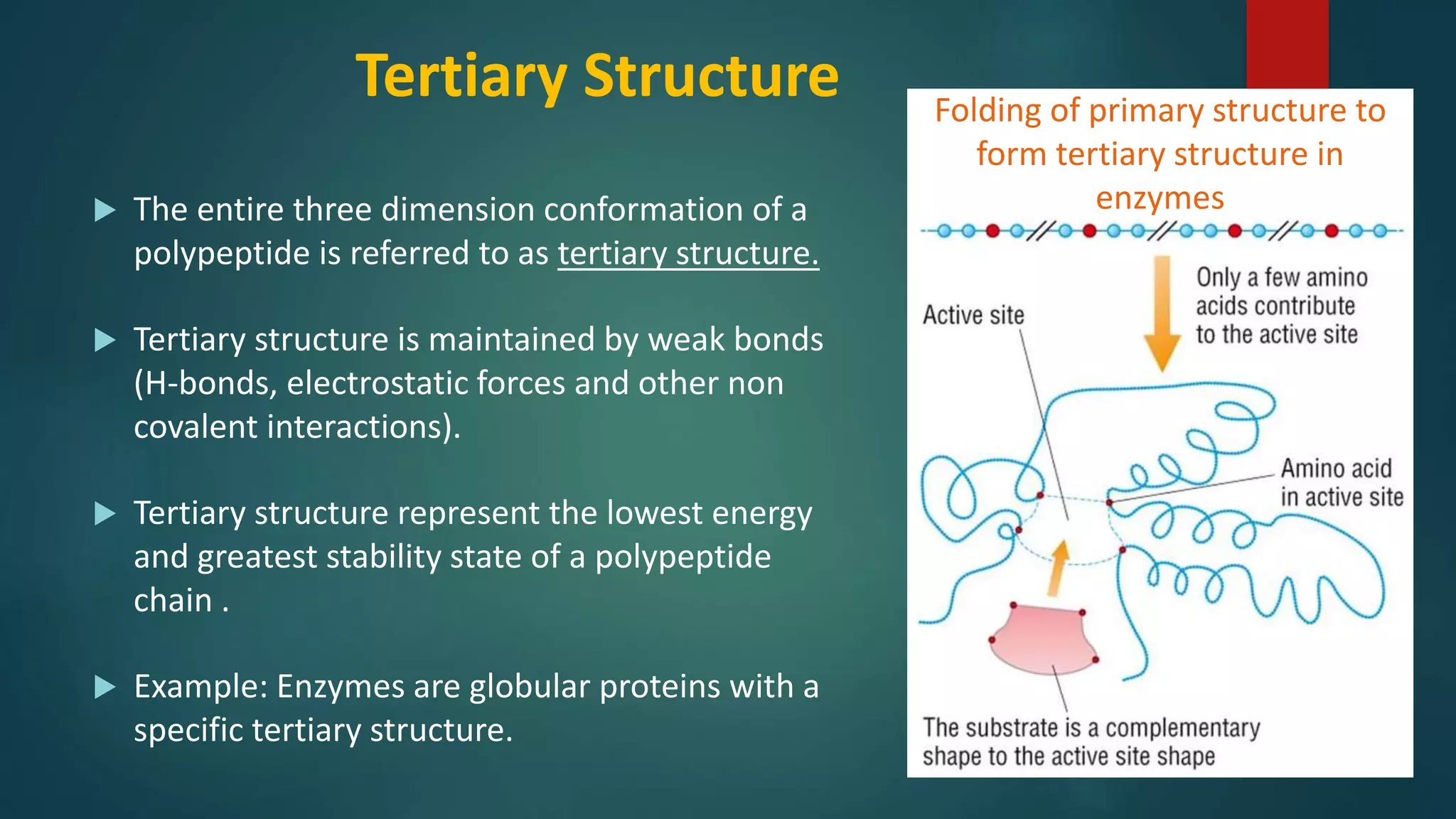 Tertiary Structure
 The entire three dimension conformation of a
polypeptide is referred to as tertiary structure.
 Tertiary structure is maintained by weak bonds
(H-bonds, electrostatic forces and other non
covalent interactions).
 Tertiary structure represent the lowest energy
and greatest stability state of a polypeptide
chain .
 Example: Enzymes are globular proteins with a
specific tertiary structure.
Folding of primary structure to
form tertiary structure in
enzymes
 