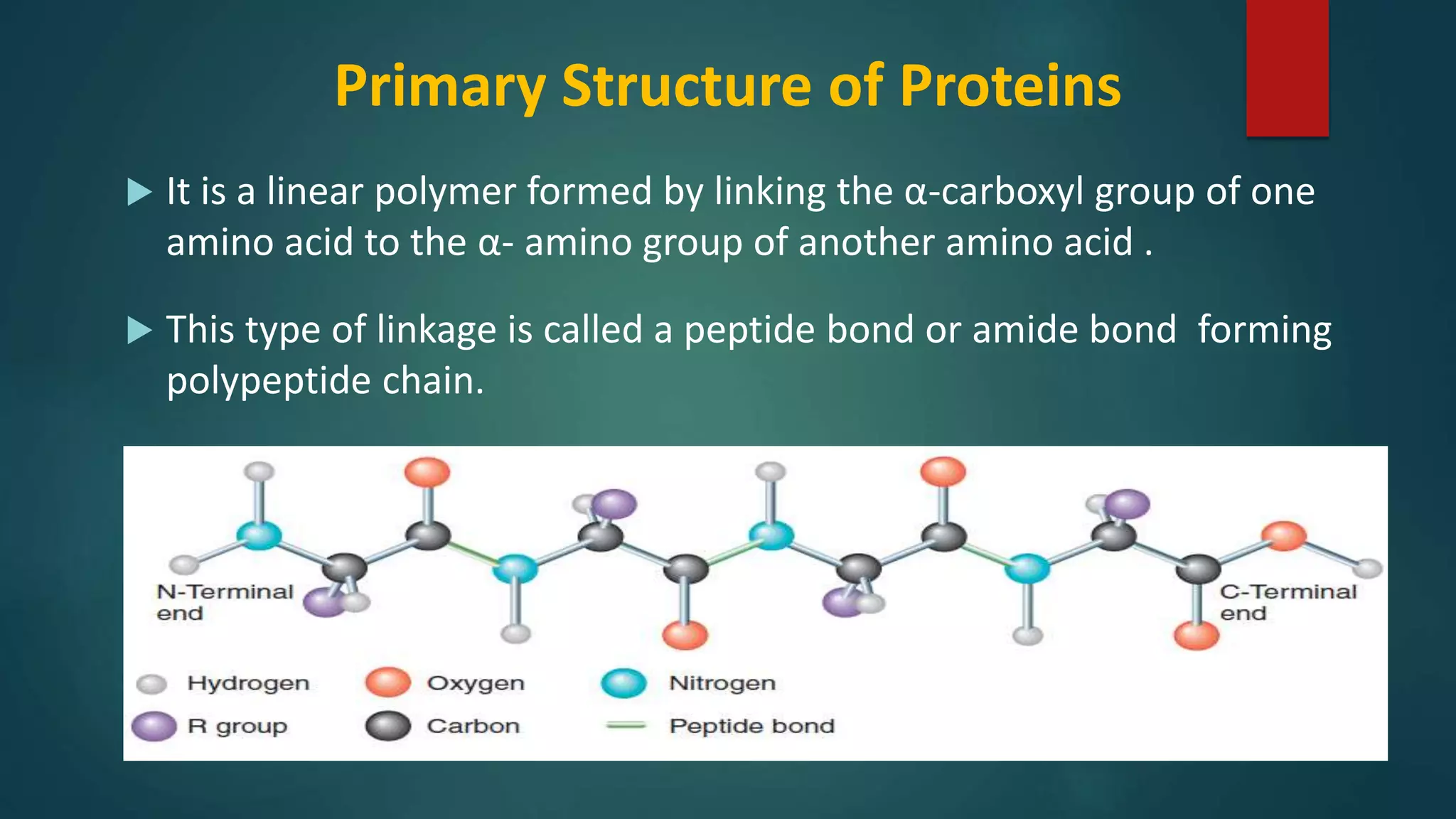 Primary Structure of Proteins
 It is a linear polymer formed by linking the α-carboxyl group of one
amino acid to the α- amino group of another amino acid .
 This type of linkage is called a peptide bond or amide bond forming
polypeptide chain.
 