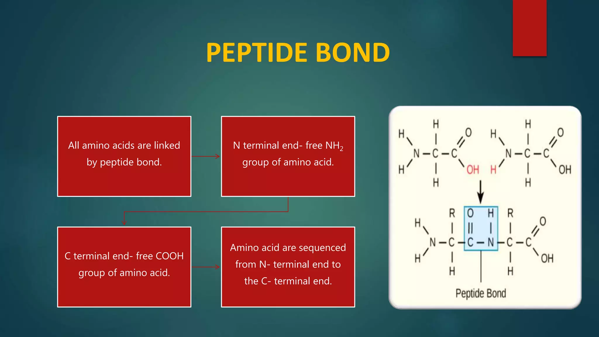 PEPTIDE BOND
All amino acids are linked
by peptide bond.
N terminal end- free NH2
group of amino acid.
C terminal end- free COOH
group of amino acid.
Amino acid are sequenced
from N- terminal end to
the C- terminal end.
 