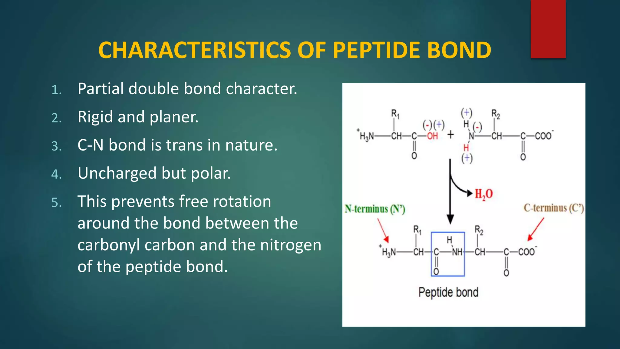 CHARACTERISTICS OF PEPTIDE BOND
1. Partial double bond character.
2. Rigid and planer.
3. C-N bond is trans in nature.
4. Uncharged but polar.
5. This prevents free rotation
around the bond between the
carbonyl carbon and the nitrogen
of the peptide bond.
 