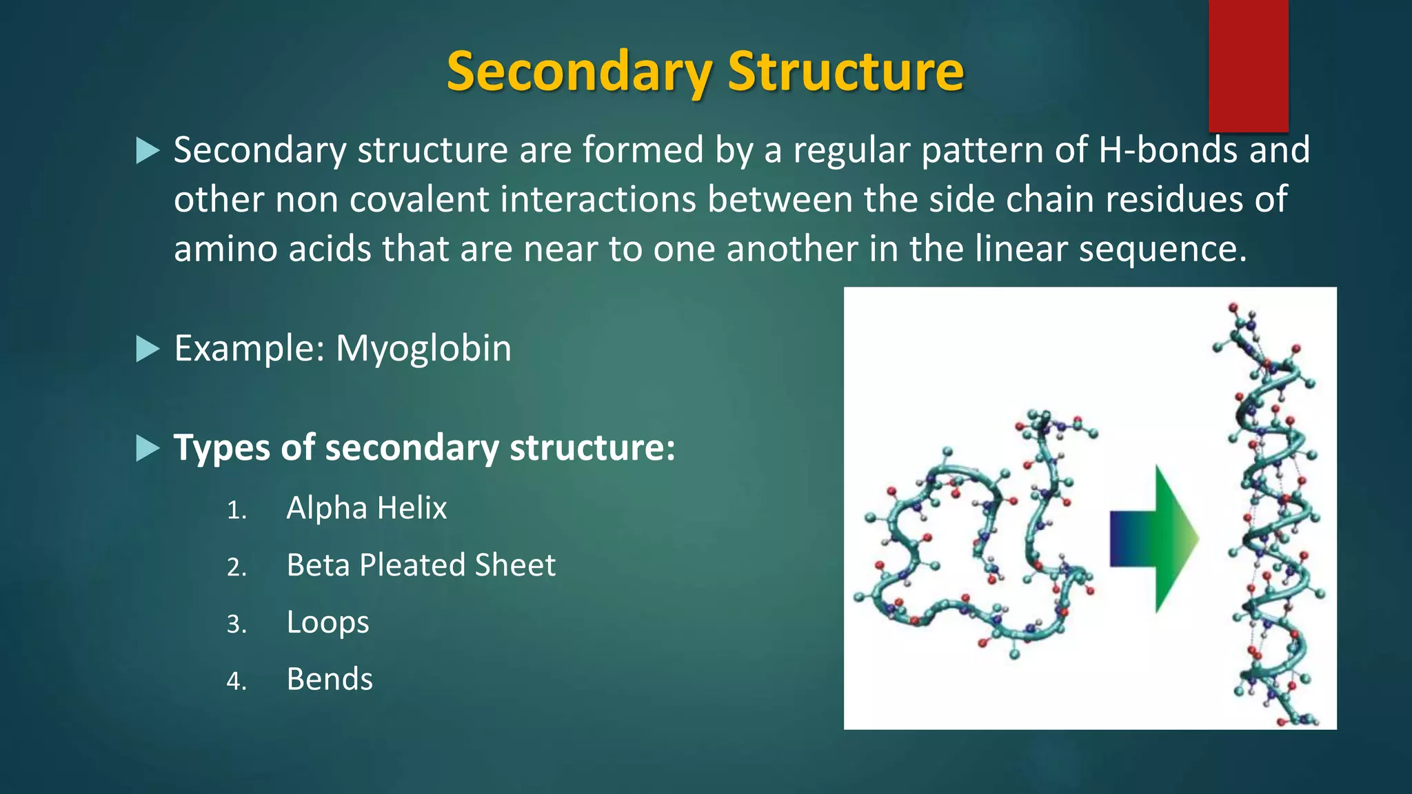 Secondary Structure
 Secondary structure are formed by a regular pattern of H-bonds and
other non covalent interactions between the side chain residues of
amino acids that are near to one another in the linear sequence.
 Example: Myoglobin
 Types of secondary structure:
1. Alpha Helix
2. Beta Pleated Sheet
3. Loops
4. Bends
 