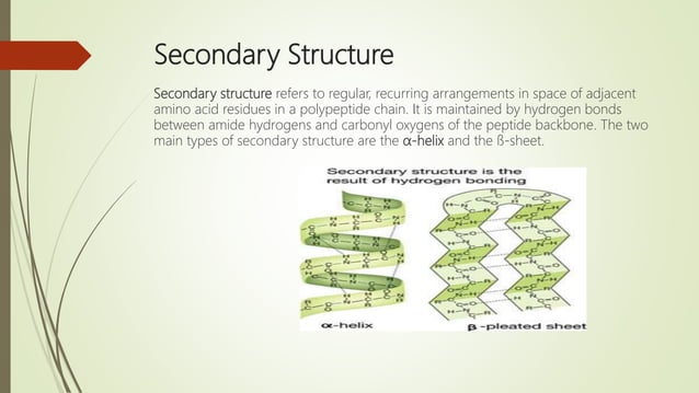 Determination of secondary structure of proteins | PPT