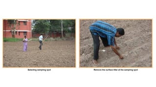 Collection and processing of soil  samples for analysis