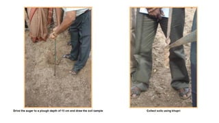 Collection and processing of soil  samples for analysis