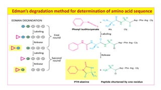 Determination of structure of proteins | PDF