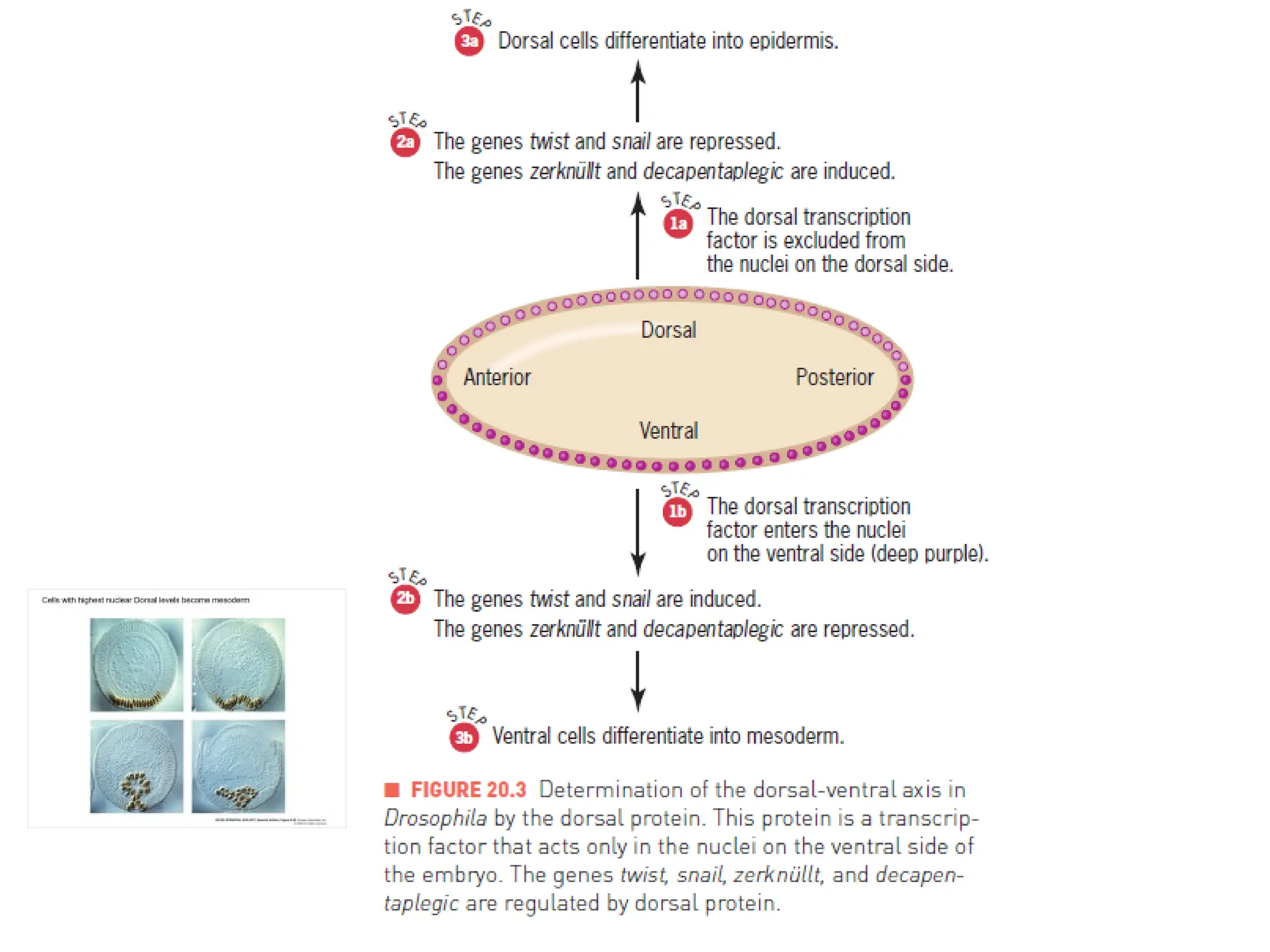 Determination of the dorsal-ventral axis in Drosophila embryo.pptx