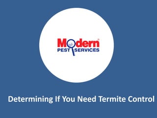 Determining If You Need Termite Control 