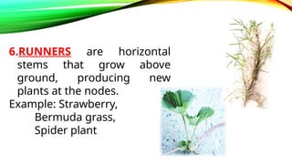 Determining Planting Materials According To Kinds And Varieties.pptx