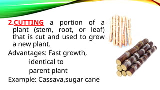 Determining Planting Materials According To Kinds And Varieties.pptx