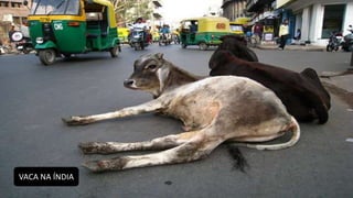 VACA NA ÍNDIA
 