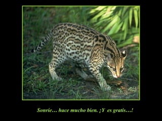 Sonríe… hace mucho bien. ¡Y  es gratis…!