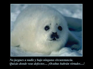 No juzgues a nadie y bajo ninguna circunstancia.Quizás donde veas defectos… ¡Ocultas habrán virtudes…!