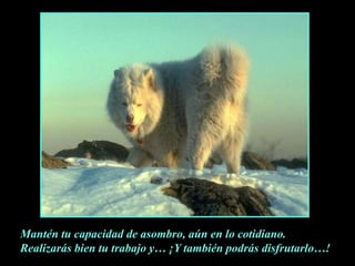 Mantén tu capacidad de asombro, aún en lo cotidiano.Realizarás bien tu trabajo y… ¡Y también podrás disfrutarlo…!