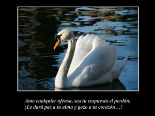 Ante cualquier ofensa, sea tu respuesta el perdón.¡Le dará paz a tu alma y gozo a tu corazón…!