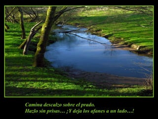 Camina descalzo sobre el prado.Hazlo sin prisas… ¡Y deja los afanes a un lado…!