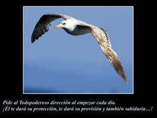 Pide al Todopoderoso dirección al empezar cada día.¡Él te dará su protección, te dará su provisión y también sabiduría…!