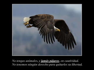 No tengas animales, y jamás pájaros, en cautividad.No tenemos ningún derecho para quitarles su libertad. 