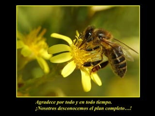 Agradece por todo y en todo tiempo.¡Nosotros desconocemos el plan completo…!