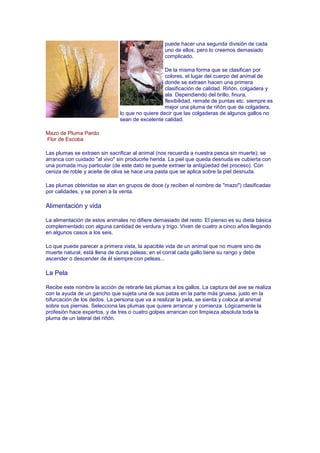 puede hacer una segunda división de cada
                                                  uno de ellos, pero lo creemos demasiado
                                                  complicado.

                                                  De la misma forma que se clasifican por
                                                  colores, el lugar del cuerpo del animal de
                                                  donde se extraen hacen una primera
                                                  clasificación de calidad. Riñón, colgadera y
                                                  ala. Dependiendo del brillo, finura,
                                                  flexibilidad, remate de puntas etc. siempre es
                                                  mejor una pluma de riñón que de colgadera,
                               lo que no quiere decir que las colgaderas de algunos gallos no
                               sean de excelente calidad.

Mazo de Pluma Pardo
Flor de Escoba

Las plumas se extraen sin sacrificar al animal (nos recuerda a nuestra pesca sin muerte); se
arranca con cuidado "al vivo" sin producirle herida. La piel que queda desnuda es cubierta con
una pomada muy particular (de este dato se puede extraer la antigüedad del proceso). Con
ceniza de roble y aceite de oliva se hace una pasta que se aplica sobre la piel desnuda.

Las plumas obtenidas se atan en grupos de doce (y reciben el nombre de "mazo") clasificadas
por calidades, y se ponen a la venta.

Alimentación y vida

La alimentación de estos animales no difiere demasiado del resto. El pienso es su dieta básica
complementado con alguna cantidad de verdura y trigo. Viven de cuatro a cinco años llegando
en algunos casos a los seis.

Lo que puede parecer a primera vista, la apacible vida de un animal que no muere sino de
muerte natural, está llena de duras peleas; en el corral cada gallo tiene su rango y debe
ascender o descender de él siempre con peleas...

La Pela

Recibe este nombre la acción de retirarle las plumas a los gallos. La captura del ave se realiza
con la ayuda de un gancho que sujeta una de sus patas en la parte más gruesa, justo en la
bifurcación de los dedos. La persona que va a realizar la pela, se sienta y coloca al animal
sobre sus piernas. Selecciona las plumas que quiere arrancar y comienza. Lógicamente la
profesión hace expertos, y de tres o cuatro golpes arrancan con limpieza absoluta toda la
pluma de un lateral del riñón.
 