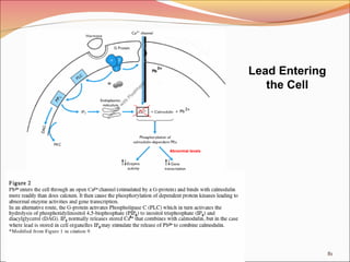 81
Lead Entering
the Cell
 