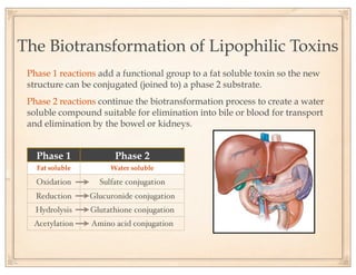 Detoxification | PDF
