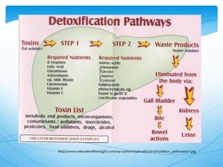 http://www.naturalwellnessgirl.com/wp-content/uploads/2012/02/detox_pathways21.jpg
 