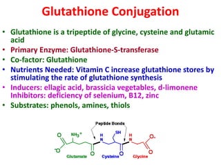 Glutathione Conjugation
• Glutathione is a tripeptide of glycine, cysteine and glutamic
acid
• Primary Enzyme: Glutathione-S-transferase
• Co-factor: Glutathione
• Nutrients Needed: Vitamin C increase glutathione stores by
stimulating the rate of glutathione synthesis
• Inducers: ellagic acid, brassicia vegetables, d-limonene
Inhibitors: deficiency of selenium, B12, zinc
• Substrates: phenols, amines, thiols
 