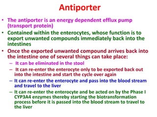 Antiporter
• The antiporter is an energy dependent efflux pump
(transport protein)
• Contained within the enterocytes, whose function is to
export unwanted compounds immediately back into the
intestines
• Once the exported unwanted compound arrives back into
the intestine one of several things can take place:
– It can be eliminated in the stool
– It can re-enter the enterocyte only to be exported back out
into the intestine and start the cycle over again
– It can re-enter the enterocyte and pass into the blood stream
and travel to the liver
– It can re-enter the enterocyte and be acted on by the Phase I
CYP3A4 enzymes thereby starting the biotransformation
process before it is passed into the blood stream to travel to
the liver
 