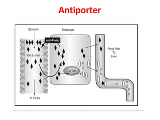 Antiporter
 