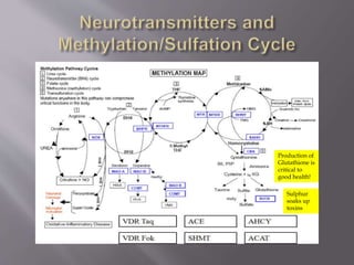 Sulphur
soaks up
toxins
Production of
Glutathione is
critical to
good health!
 